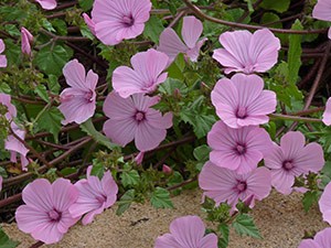 Mallow sp. © John Muddeman